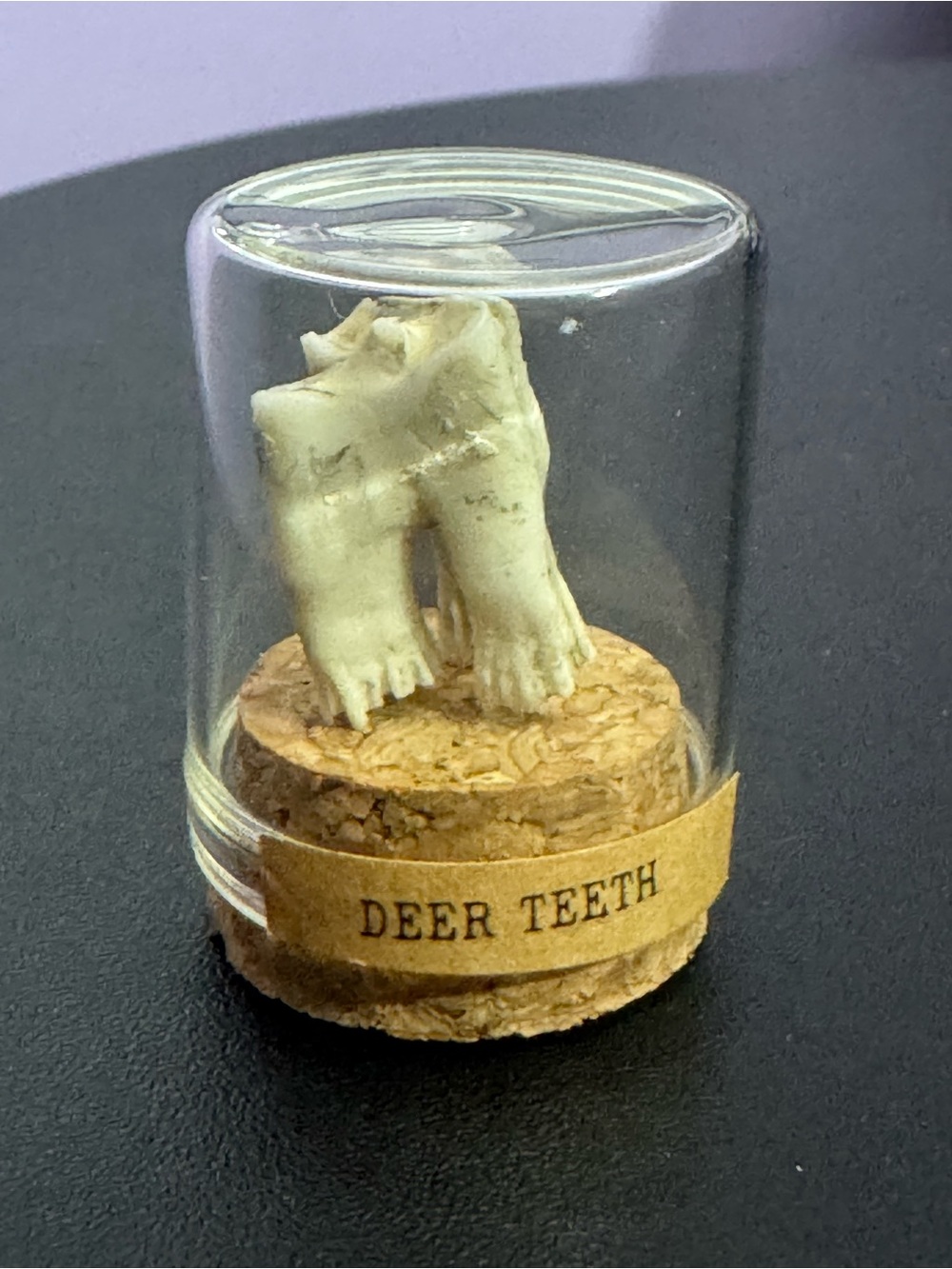 Source Unknown Deer Teeth Display - Off-White & Cork Brown